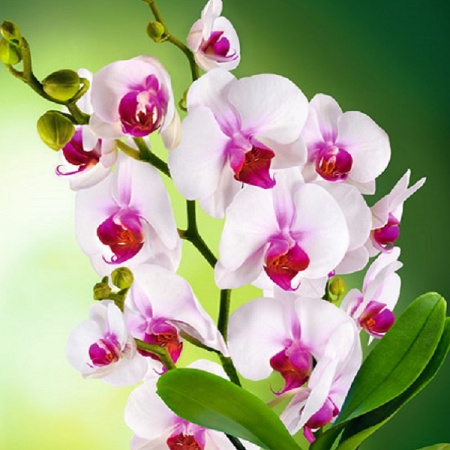 Орхидея фотооб. Тула глянц. 6л (200х201)