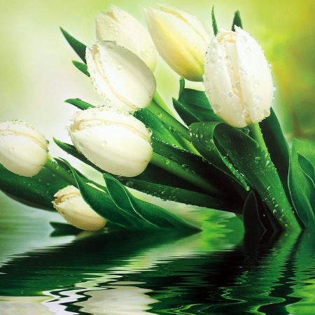 Белые тюльпаны фотооб. Тула глянц. 9л (300х201)
