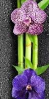   Панель СТАНДАРТ 25_Орхидея 1 Цветы на черном №351 2,7м (х10) (8мм)